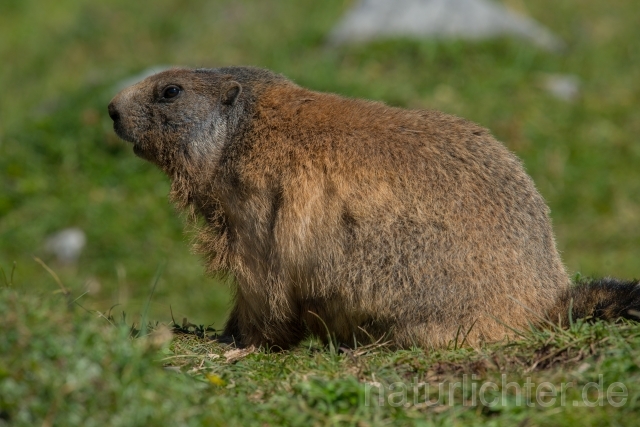 W16109 Alpenmurmeltier,Alpine marmot - Peter Wächtershäuser