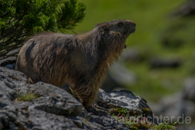 W16112 Alpenmurmeltier,Alpine marmot - Peter Wächtershäuser