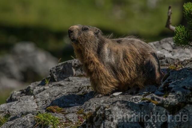 W16113 Alpenmurmeltier,Alpine marmot - Peter Wächtershäuser