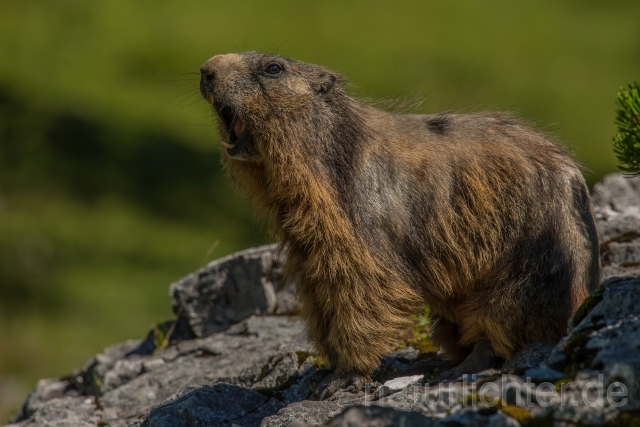 W16115 Alpenmurmeltier,Alpine marmot - Peter Wächtershäuser