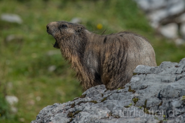 W16117 Alpenmurmeltier,Alpine marmot - Peter Wächtershäuser