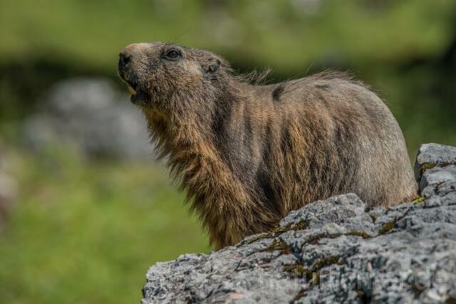 W16118 Alpenmurmeltier,Alpine marmot - Peter Wächtershäuser