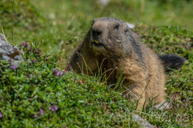 W16119 Alpenmurmeltier,Alpine marmot - Peter Wächtershäuser