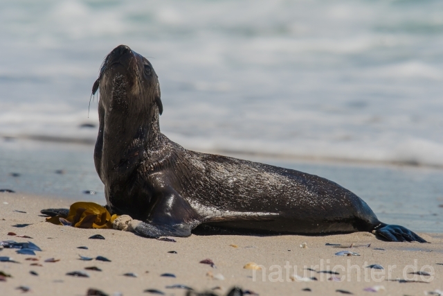 W16604 Südafrikanischer Seebär,Cape fur seal - Peter Wächtershäuser