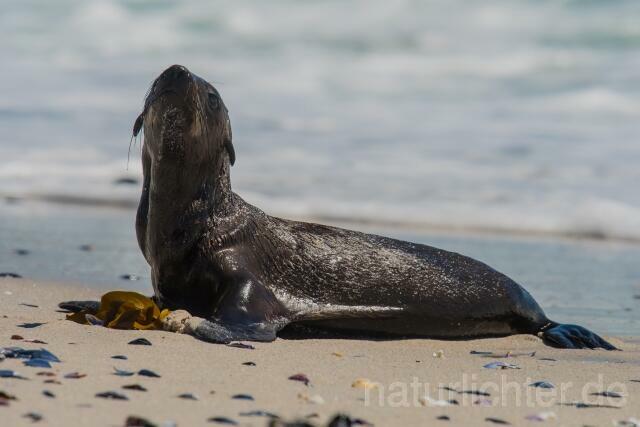 W16604 Südafrikanischer Seebär,Cape fur seal - Peter Wächtershäuser