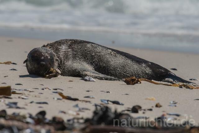W16605 Südafrikanischer Seebär,Cape fur seal - Peter Wächtershäuser