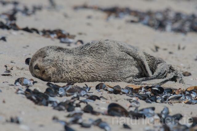 W16607 Südafrikanischer Seebär,Cape fur seal - Peter Wächtershäuser