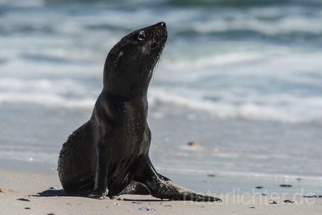 W16608 Südafrikanischer Seebär,Cape fur seal - Peter Wächtershäuser