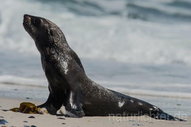 W16609 Südafrikanischer Seebär,Cape fur seal - Peter Wächtershäuser