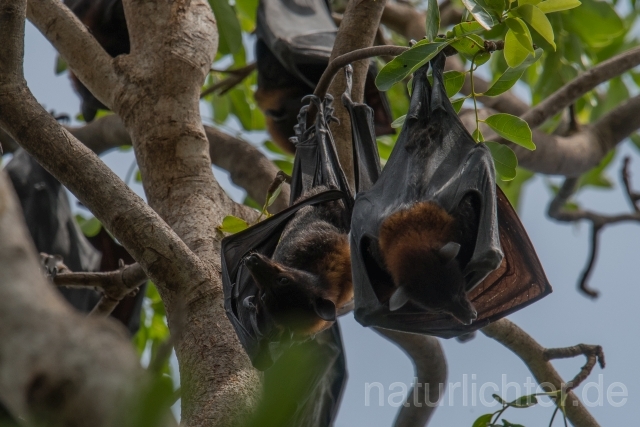 W18250 Schwarzer Flughund,Black flying fox - Peter Wächtershäuser