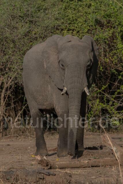 W20587 Afrikanische Elefant,African bush elephant - Peter Wächtershäuser