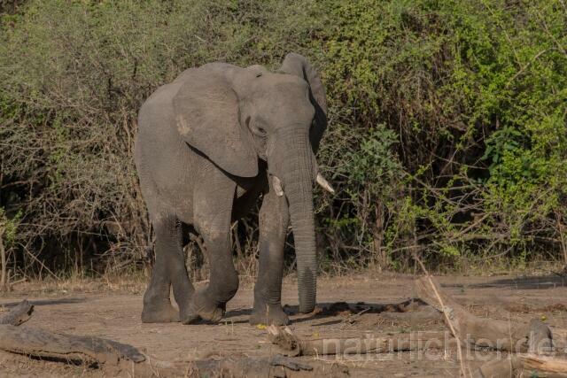 W20588 Afrikanische Elefant,African bush elephant - Peter Wächtershäuser