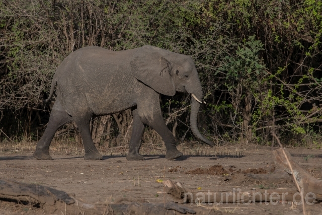 W20589 Afrikanische Elefant,African bush elephant - Peter Wächtershäuser
