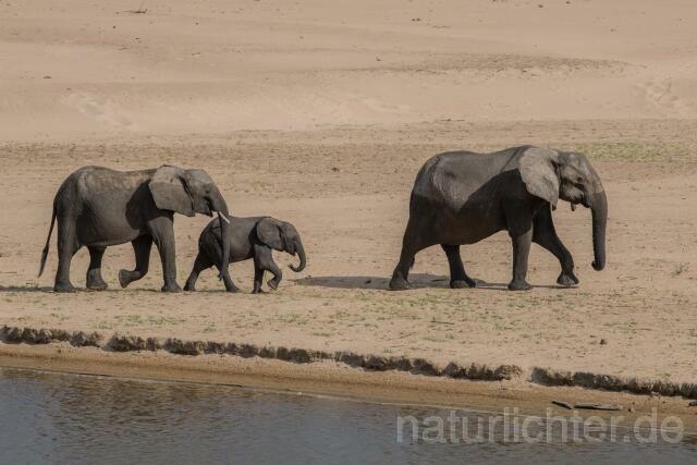 W20598 Afrikanische Elefant,African bush elephant - Peter Wächtershäuser
