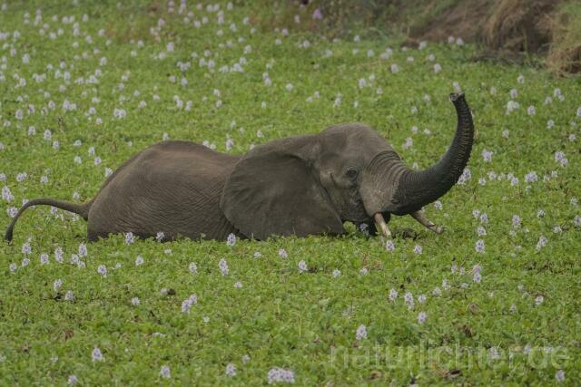 W20599 Afrikanische Elefant,African bush elephant - Peter Wächtershäuser