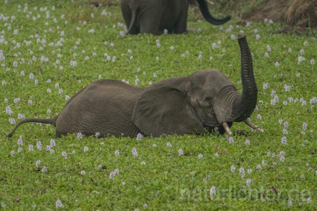 W20600 Afrikanische Elefant,African bush elephant - Peter Wächtershäuser