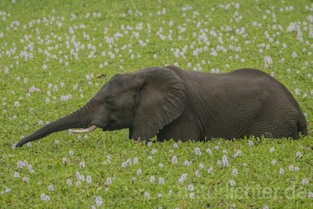 W20602 Afrikanische Elefant,African bush elephant - Peter Wächtershäuser