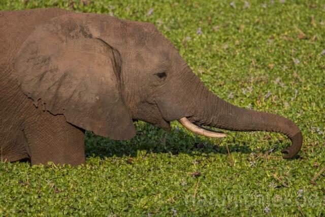 W20603 Afrikanische Elefant,African bush elephant - Peter Wächtershäuser