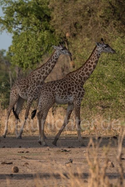 W20633 Thornicroft-Giraffe,Thornicroft's giraffe - Peter Wächtershäuser