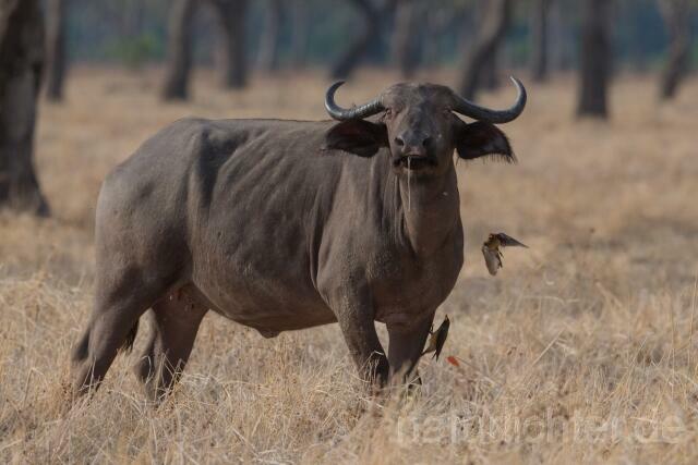 W20662 Kaffernbüffel,African buffalo - Peter Wächtershäuser