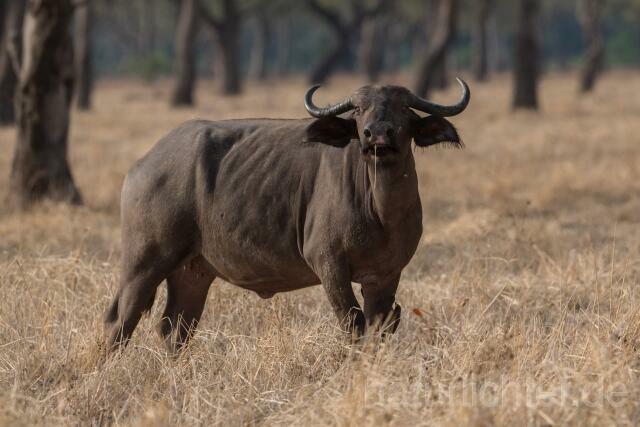 W20663 Kaffernbüffel,African buffalo - Peter Wächtershäuser