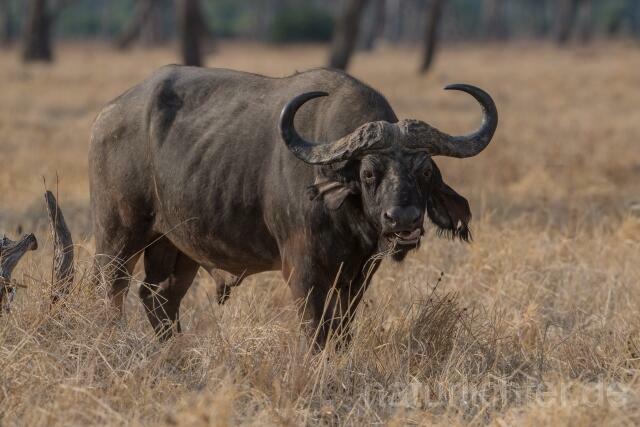 W20664 Kaffernbüffel,African buffalo - Peter Wächtershäuser