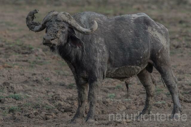 W20665 Kaffernbüffel,African buffalo - Peter Wächtershäuser