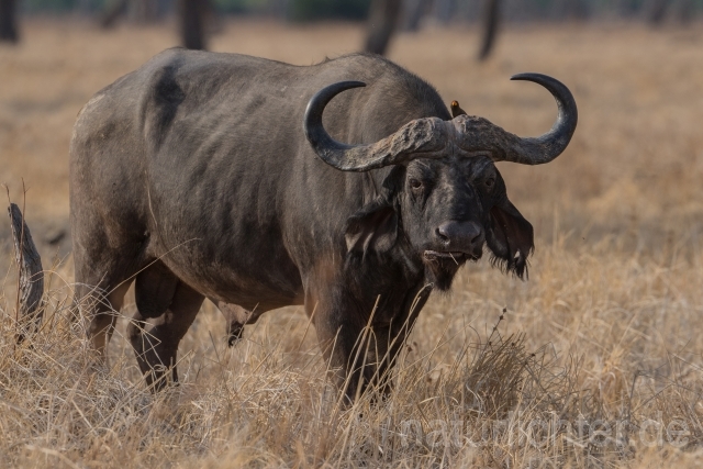 W20666 Kaffernbüffel,African buffalo - Peter Wächtershäuser