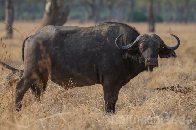W20667 Kaffernbüffel,African buffalo - Peter Wächtershäuser