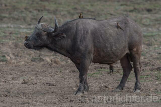 W20668 Kaffernbüffel,African buffalo - Peter Wächtershäuser