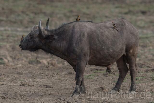 W20669 Kaffernbüffel,African buffalo - Peter Wächtershäuser