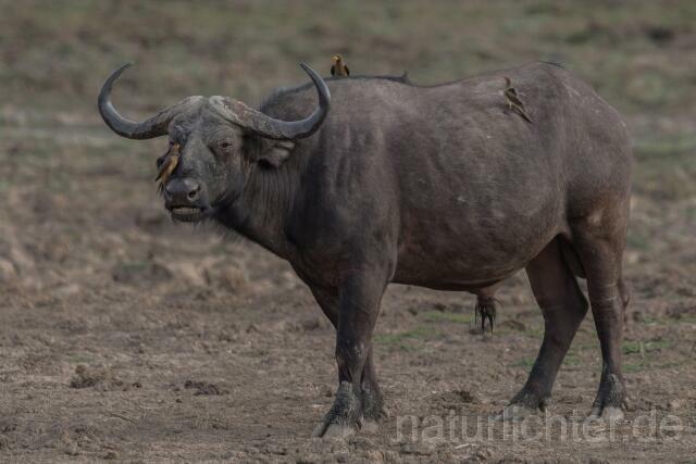 W20670 Kaffernbüffel,African buffalo - Peter Wächtershäuser