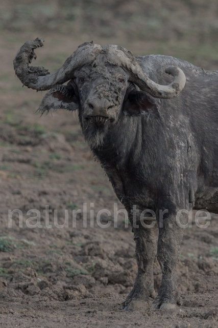 W20671 Kaffernbüffel,African buffalo