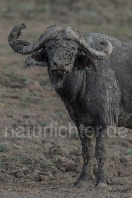 W20671 Kaffernbüffel,African buffalo - Peter Wächtershäuser