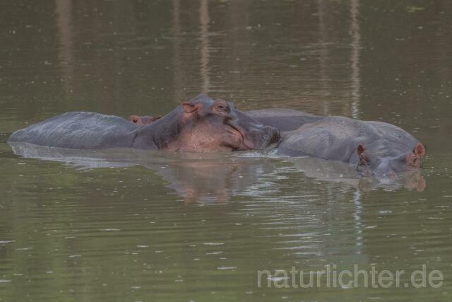 W20745 Nilpferd,Hippopotamus,Flusspferd - Peter Wächtershäuser