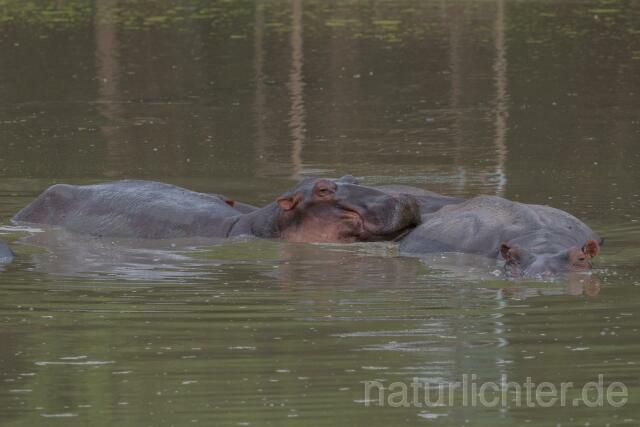 W20747 Nilpferd,Hippopotamus,Flusspferd - Peter Wächtershäuser