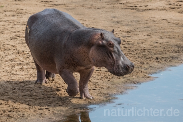 W20749 Nilpferd,Hippopotamus,Flusspferd - Peter Wächtershäuser