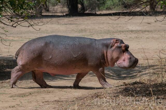 W20750 Nilpferd,Hippopotamus,Flusspferd - Peter Wächtershäuser