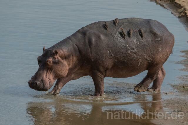 W20753 Nilpferd,Hippopotamus,Flusspferd - Peter Wächtershäuser