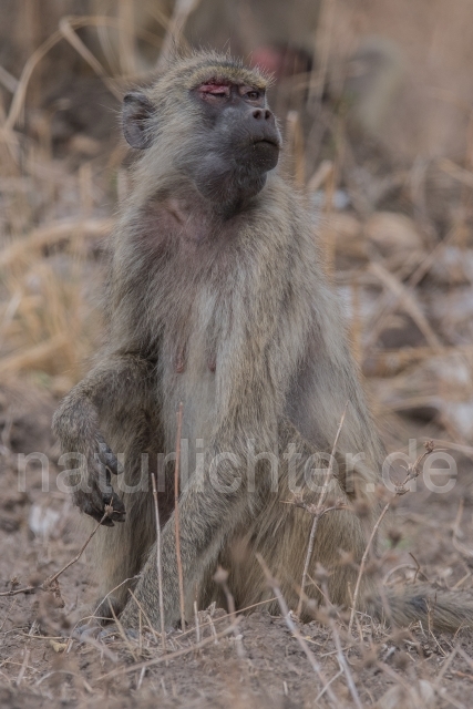 W20768 Steppenpavian,Yellow baboon
