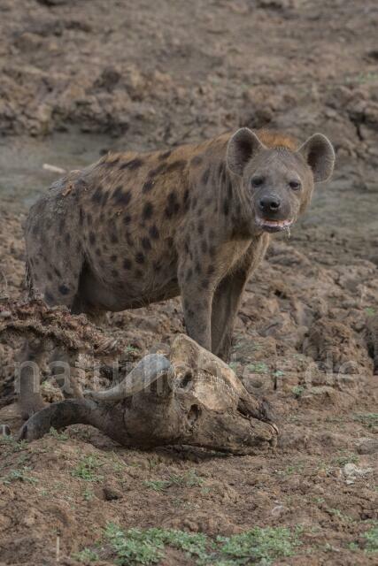 W20811 Tüpfelhyäne,Spotted hyena - Peter Wächtershäuser