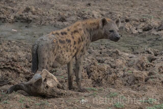 W20812 Tüpfelhyäne,Spotted hyena - Peter Wächtershäuser
