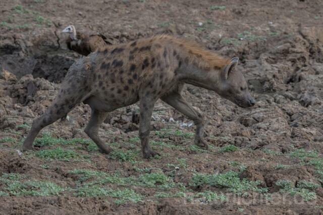 W20815 Tüpfelhyäne,Spotted hyena - Peter Wächtershäuser