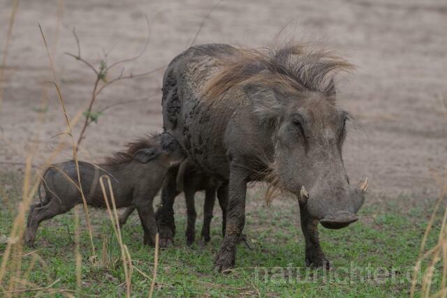W20819 Warzenschwein,Common warthog - Peter Wächtershäuser