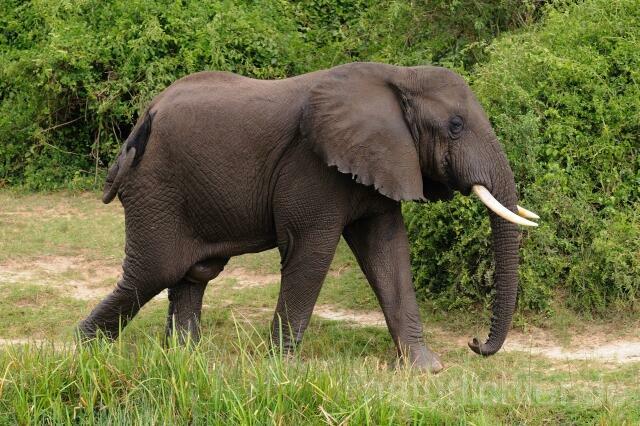W2989 Afrikanischer Elefant - Peter Wächtershäuser