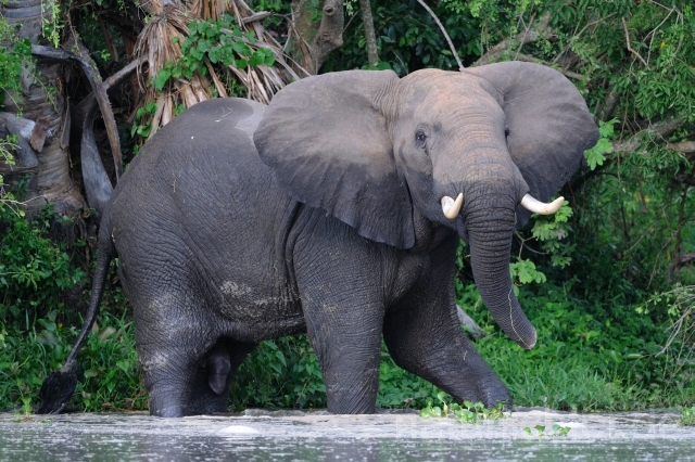 W3007 Afrikanischer Elefant - Peter Wächtershäuser