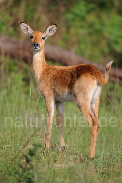 W3106 Victoriasee-Moorantilope - Peter Wächtershäuser