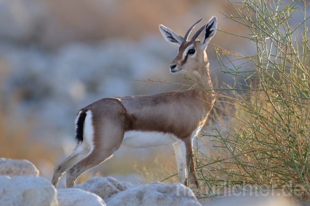 W3473 Dorkasgazelle - Peter Wächtershäuser