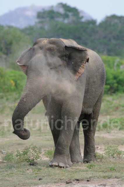 W4262 Asiatischer Elefant - Peter Wächtershäuser