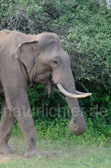 W4266 Asiatischer Elefant - Peter Wächtershäuser